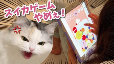 スイカゲームにハマって猫を無視し続けたらブチ切れられました【関西弁でしゃべる猫】【猫アテレコ】